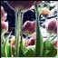 Tulpen